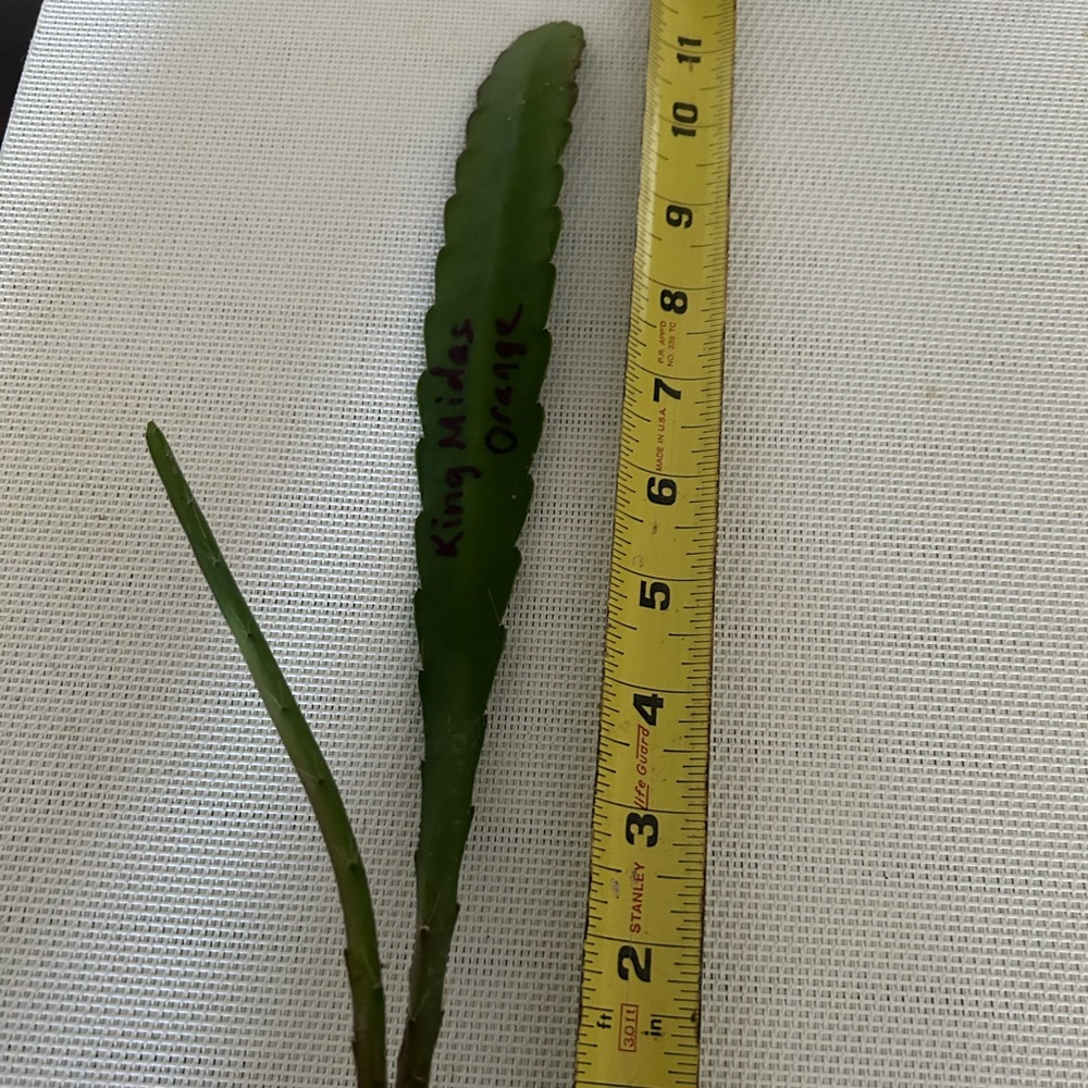 King Midas Orchid Cactus  Unrooted Cutting - Picture 3 of 5